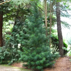 Fast Growing Trees Japanese Umbrella Pine Tree Pine Trees 9 Fast Growing Trees Japanese Umbrella Pine Tree Pine Trees