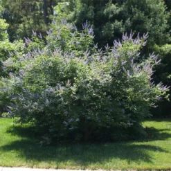 Fast Growing Trees Purple Flowers Vitex Chaste Tree