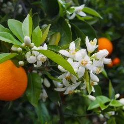 Fast Growing Trees Valencia Orange Tree Citrus Trees