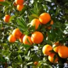 Fast Growing Trees Valencia Orange Tree 1 Fast Growing Trees Valencia Orange Tree
