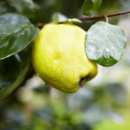 Fast Growing Trees See All Fruit Trees Van Deman Quince 6 Fast Growing Trees See All Fruit Trees Van Deman Quince