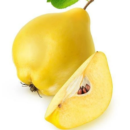 Fast Growing Trees See All Fruit Trees Van Deman Quince 5 Fast Growing Trees See All Fruit Trees Van Deman Quince