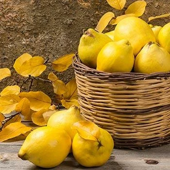 Fast Growing Trees See All Fruit Trees Van Deman Quince 3 Fast Growing Trees See All Fruit Trees Van Deman Quince