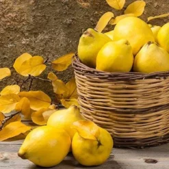 Fast Growing Trees See All Fruit Trees Van Deman Quince