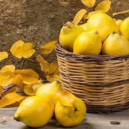 Fast Growing Trees See All Fruit Trees Van Deman Quince 4 Fast Growing Trees See All Fruit Trees Van Deman Quince