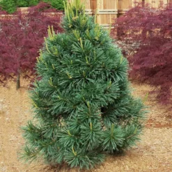 Fast Growing Trees Vanderwolf's Pyramid Limber Pine