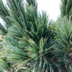 Fast Growing Trees Vanderwolf's Pyramid Limber Pine