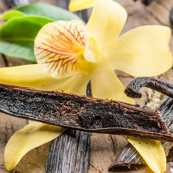 Fast Growing Trees Vanilla Bean Plant 3 Fast Growing Trees Vanilla Bean Plant