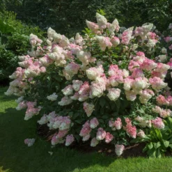 Fast Growing Trees Vanilla Strawberry™ Hydrangea Shrub
