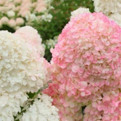 Fast Growing Trees See All Flowering Trees Vanilla Strawberry™ Hydrangea Tree 7 Fast Growing Trees See All Flowering Trees Vanilla Strawberry™ Hydrangea Tree