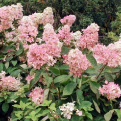 Fast Growing Trees Vanilla Strawberry™ Hydrangea Shrub