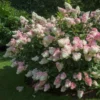 Fast Growing Trees Vanilla Strawberry™ Hydrangea Shrub