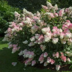 Fast Growing Trees Vanilla Strawberry™ Hydrangea Shrub