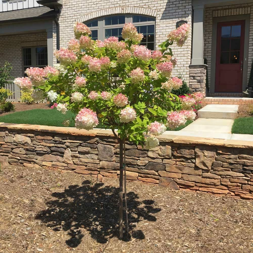Fast Growing Trees See All Flowering Trees Vanilla Strawberry™ Hydrangea Tree 4 Fast Growing Trees See All Flowering Trees Vanilla Strawberry™ Hydrangea Tree