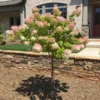 Fast Growing Trees See All Flowering Trees Vanilla Strawberry™ Hydrangea Tree
