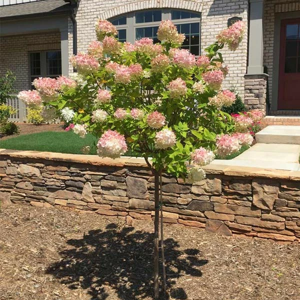 Fast Growing Trees See All Flowering Trees Vanilla Strawberry™ Hydrangea Tree 3 Fast Growing Trees See All Flowering Trees Vanilla Strawberry™ Hydrangea Tree