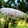 Fast Growing Trees See All Shrubs & Hedges Vanilla Treat™ Butterfly Bush (Tree Form)