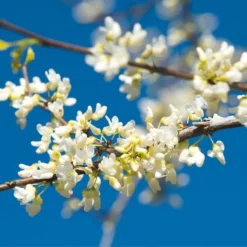 Fast Growing Trees Vanilla Twist Redbud Tree Redbud Trees