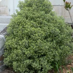 Fast Growing Trees Variegated Pittosporum See All Shrubs & Hedges