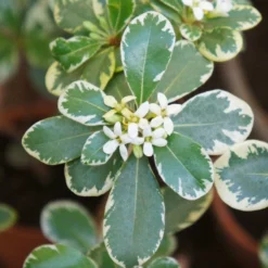 Fast Growing Trees Variegated Pittosporum See All Shrubs & Hedges