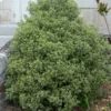 Fast Growing Trees Variegated Pittosporum See All Shrubs & Hedges 1 Fast Growing Trees Variegated Pittosporum See All Shrubs & Hedges