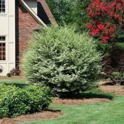 Fast Growing Trees See All Shrubs & Hedges Variegated Privet Tree