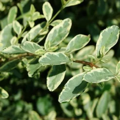 Fast Growing Trees See All Shrubs & Hedges Variegated Privet Tree