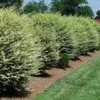 Fast Growing Trees See All Shrubs & Hedges Variegated Privet Tree