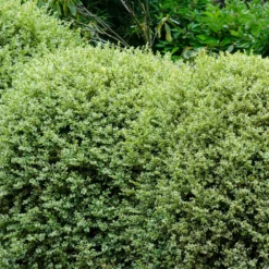 Fast Growing Trees Variegated Boxwood Shrub Boxwood Shrubs