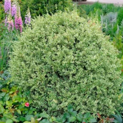 Fast Growing Trees Variegated Boxwood Shrub Boxwood Shrubs