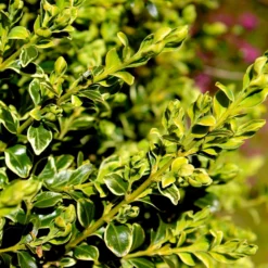 Fast Growing Trees Variegated Boxwood Shrub Boxwood Shrubs