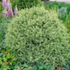 Fast Growing Trees Variegated Boxwood Shrub Boxwood Shrubs