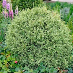 Fast Growing Trees Variegated Boxwood Shrub Boxwood Shrubs