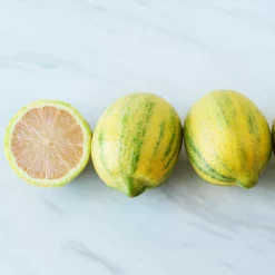 Fast Growing Trees Citrus Trees Pink Variegated Eureka Lemon Bush 7 Fast Growing Trees Citrus Trees Pink Variegated Eureka Lemon Bush