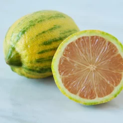 Fast Growing Trees Pink Variegated Eureka Lemon Tree 10 Fast Growing Trees Pink Variegated Eureka Lemon Tree