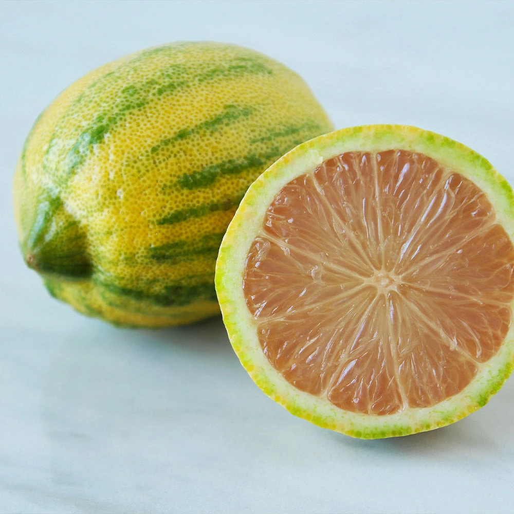 Fast Growing Trees Pink Variegated Eureka Lemon Tree 6 Fast Growing Trees Pink Variegated Eureka Lemon Tree