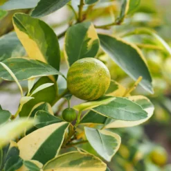 Fast Growing Trees Pink Variegated Eureka Lemon Tree