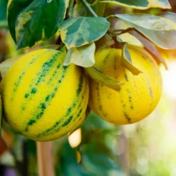 Fast Growing Trees Citrus Trees Pink Variegated Eureka Lemon Bush