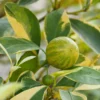Fast Growing Trees Pink Variegated Eureka Lemon Tree