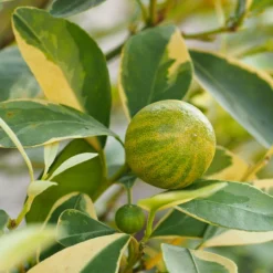 Fast Growing Trees Pink Variegated Eureka Lemon Tree