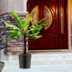 Fast Growing Trees Veranda Banana Tree Banana Trees