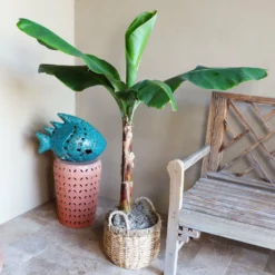 Fast Growing Trees Veranda Banana Tree Banana Trees 10 Fast Growing Trees Veranda Banana Tree Banana Trees