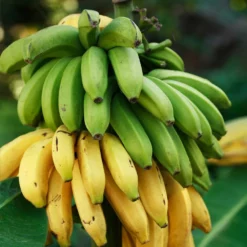 Fast Growing Trees Veranda Banana Tree Banana Trees 11 Fast Growing Trees Veranda Banana Tree Banana Trees