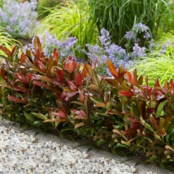 Fast Growing Trees Coppertop™ Sweet Viburnum Shrub