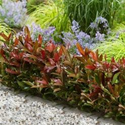 Fast Growing Trees Coppertop™ Sweet Viburnum Shrub