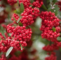Fast Growing Trees Victory Pyracantha