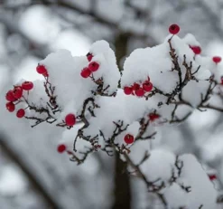 Fast Growing Trees Victory Pyracantha