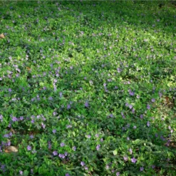 Fast Growing Trees Vinca Minor Periwinkle Vine See All Shrubs & Hedges