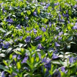Fast Growing Trees Vinca Minor Periwinkle Vine See All Shrubs & Hedges