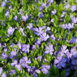 Fast Growing Trees Vinca Minor Periwinkle Vine See All Shrubs & Hedges